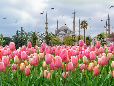 Тюльпанная история Стамбула – индивидуальная экскурсия