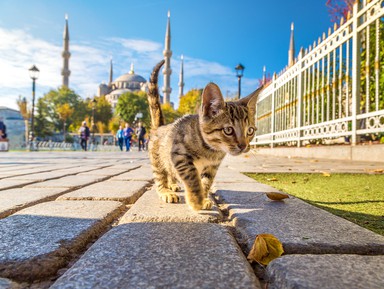 Секреты Стамбула – групповая экскурсия